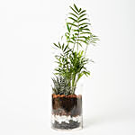 Chamaedorea & Haworthia Plant In Cylindrical Glass Vase