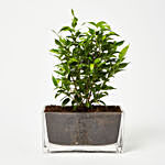Ficus Benjamina Plant In Rectangular Glass Vase