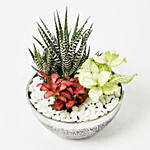 Fittonia & Haworthia Plant In Designer Pot