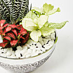 Fittonia & Haworthia Plant In Designer Pot