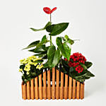 Mixed Kalanchoe & Anthurium Plant In Arch Fence Planter