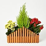 Mixed Kalanchoe & Cupressus Plant In Garden Fence Planter