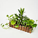 Money Plant & Jamaica Head Plant In Wooden Fencing Planter
