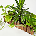 Money Plant & Jamaica Head Plant In Wooden Fencing Planter
