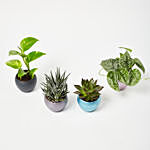 Set Of 4 Plants In Miniature Wooden Fence Planter