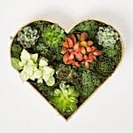 2 Fittonia & 6 Echeveria Plants In Heart Shape Wooden Base