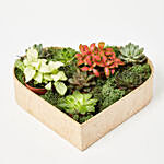 2 Fittonia & 6 Echeveria Plants In Heart Shape Wooden Base