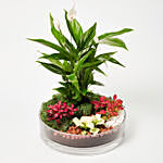 3 Fittonia & 1 Peace Lily Plant In Platter Shape Planter