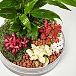 3 Fittonia & 1 Peace Lily Plant In Platter Shape Planter