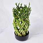 Good Luck Wishes With Designer Lucky Bamboo