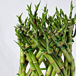 Good Luck Wishes With Designer Lucky Bamboo