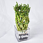 Wishes With Lucky Bamboo in Vase
