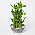 3 Layer Lucky Bamboo in Designer Pot