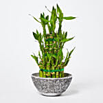 3 Layer Lucky Bamboo in Designer Pot