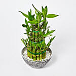 3 Layer Lucky Bamboo in Designer Pot