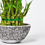 3 Layer Lucky Bamboo in Designer Pot