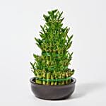 5 Layer Lucky Bamboo