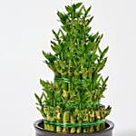 5 Layer Lucky Bamboo