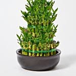 5 Layer Lucky Bamboo