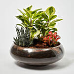 Fittonia With Peperomia & Haworthia In Platter Planter