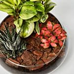 Fittonia With Peperomia & Haworthia In Platter Planter