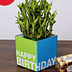 Birthday Special Bamboo Plant and Free Chocolates