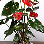 Red Anthurium Plant and Free Chocolates