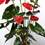 Red Anthurium Plant and Free Mono Cake
