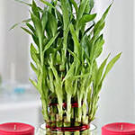 Three Layer Lucky Bamboo Plant N Candles
