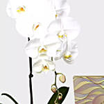 White Phalaenopsis Plant and Godiva Chocolates
