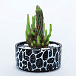 Cactus in Black Stone Pot