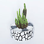 Cactus in Stone Pot