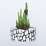 Cactus in Stone Pot