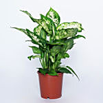 Dieffenbachia Plant in Nurser Pot