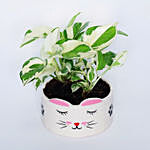 Joy Plant In Kitty Pot