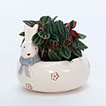 Peperomia Plant In Rabbit Pot