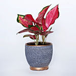 Red Aglaonema in Beautiful Pot