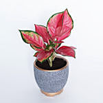 Red Aglaonema in Beautiful Pot