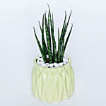 Sansevieria Plant In Green Vase