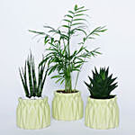 Set of 3 Indoor Plants in Green Pot