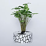 Syngonium Plant in Stone Print Pot
