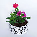 Vinca Plants in Designer pot