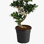 S Shaped Ficus Plant 80cm