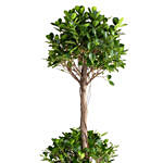 Two Head Ficus Plant