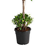 Two Head Ficus Plant