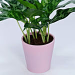 Aglaonema Plant In Plastic Pot