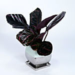 Calathea Plant In Designer Ceramic Pot
