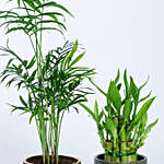 Chamaedorea Lucky bamboo Plant