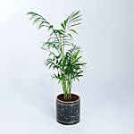 Chamaedorea Plant In Black N Golden Designer Pot