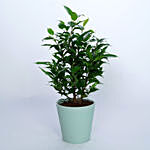 Ficus Benjamina Plant In Ceramic Pot